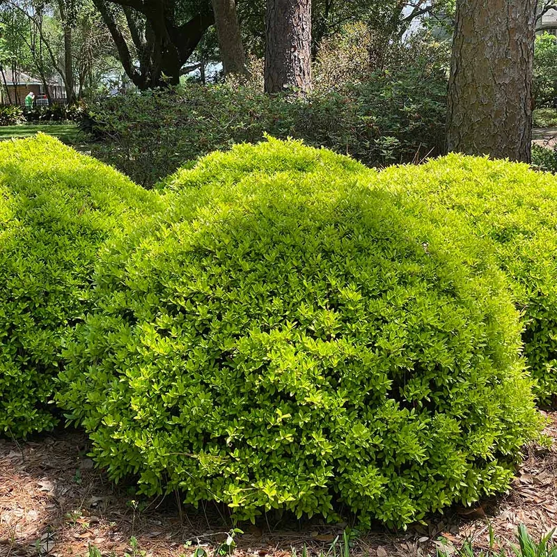 Eureka Gold Dwarf Yaupon Holly Shrub
