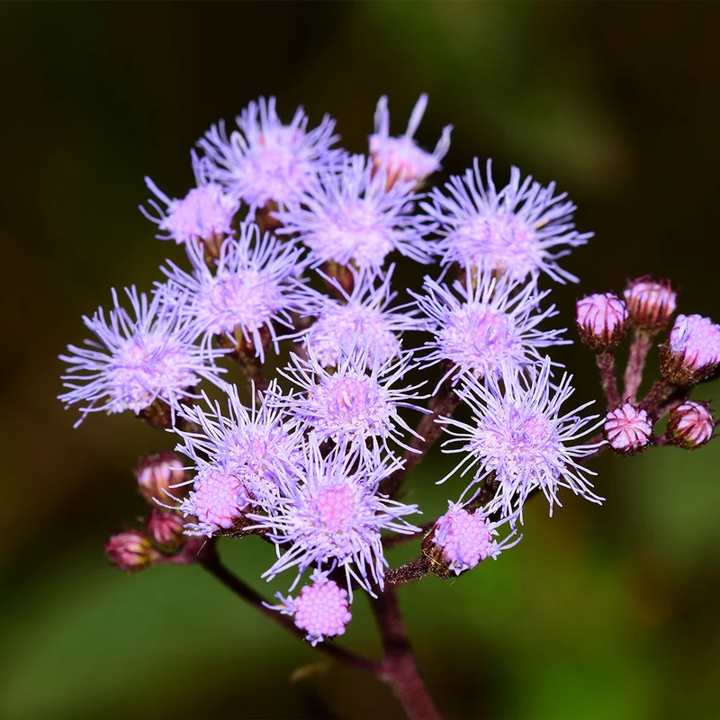 Gregg's Mistflower Plant