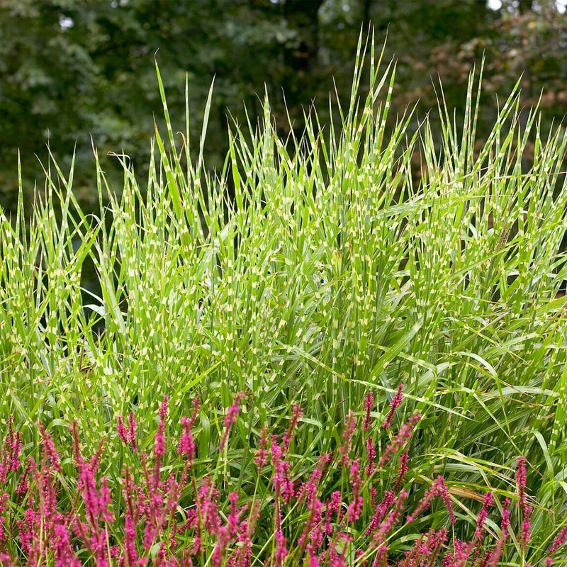 Zebra Grass Plant