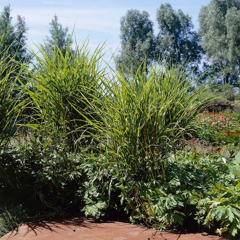 Zebra Grass Plant