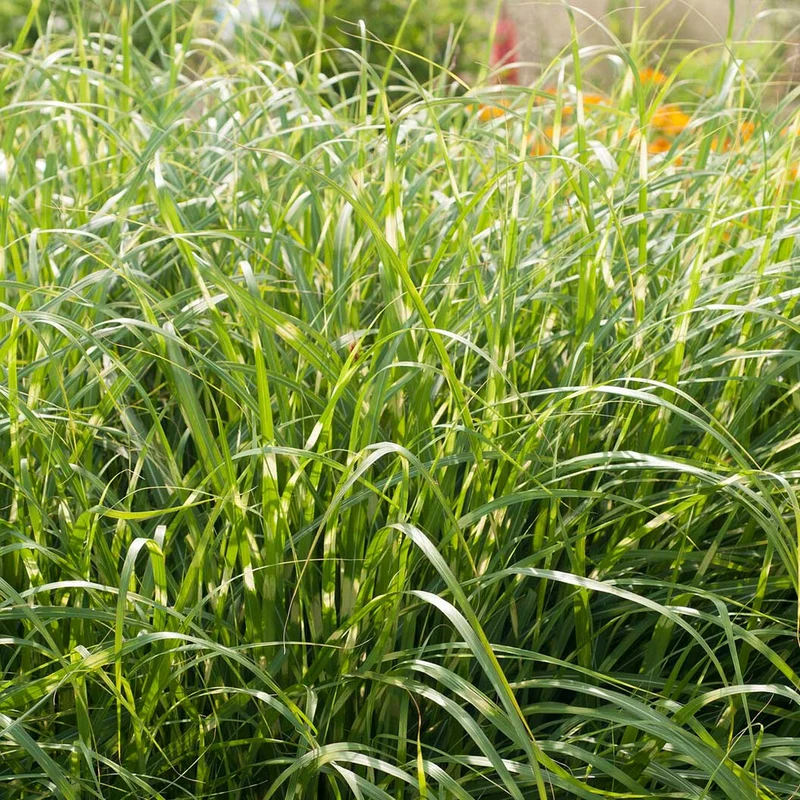 Zebra Grass Plant