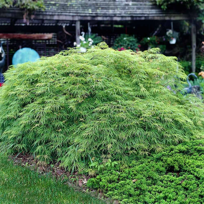 Weeping Japanese Maple 'Viridis' Tree