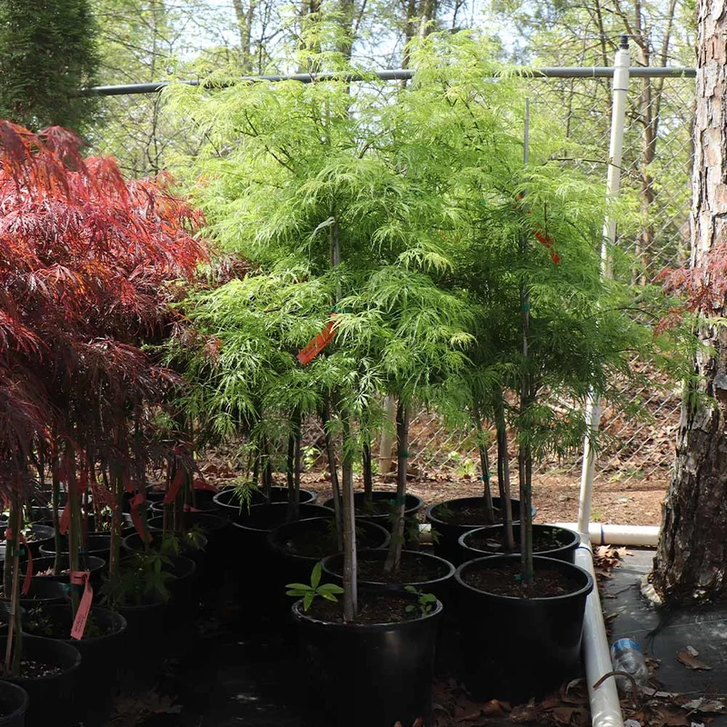Weeping Japanese Maple 'Viridis' Tree