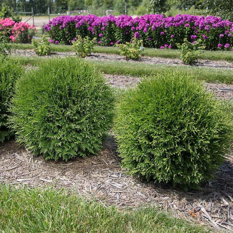 Planet Earth™ Arborvitae Shrub