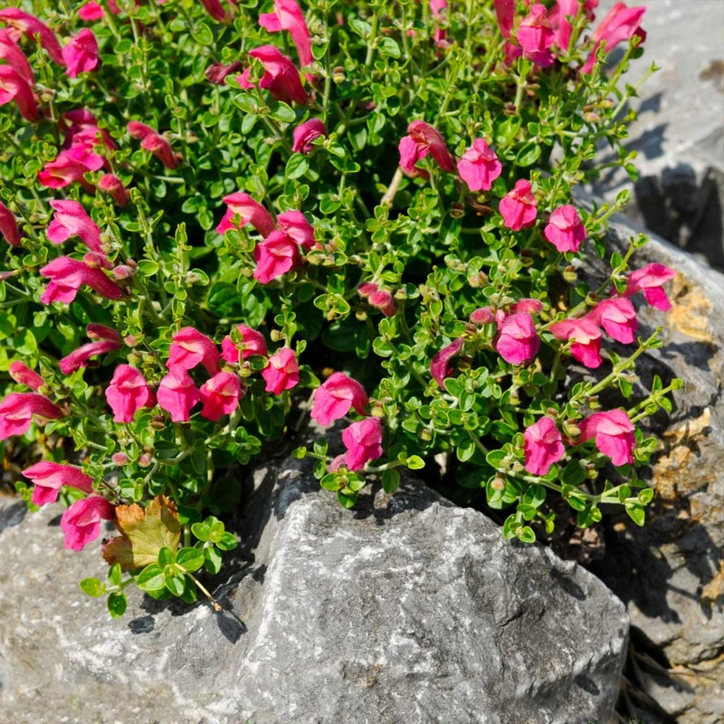 Pink Skullcap Shrub