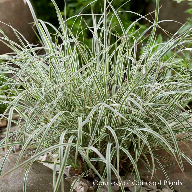 Chameleon Little Bluestem Shrub