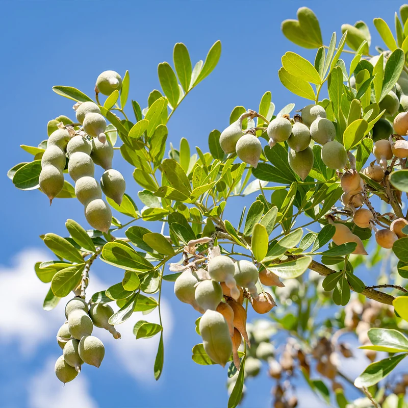 Texas Mountain Laurel Shrub