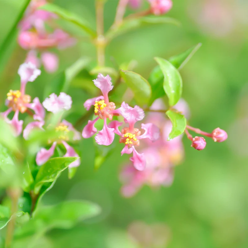Dwarf Barbados Cherry Shrub