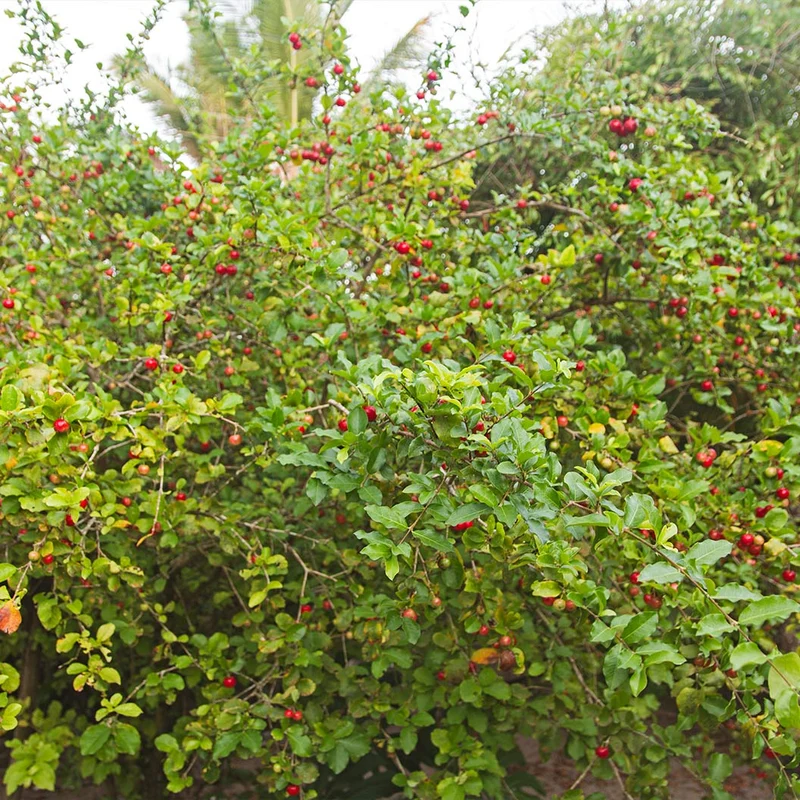 Dwarf Barbados Cherry Shrub