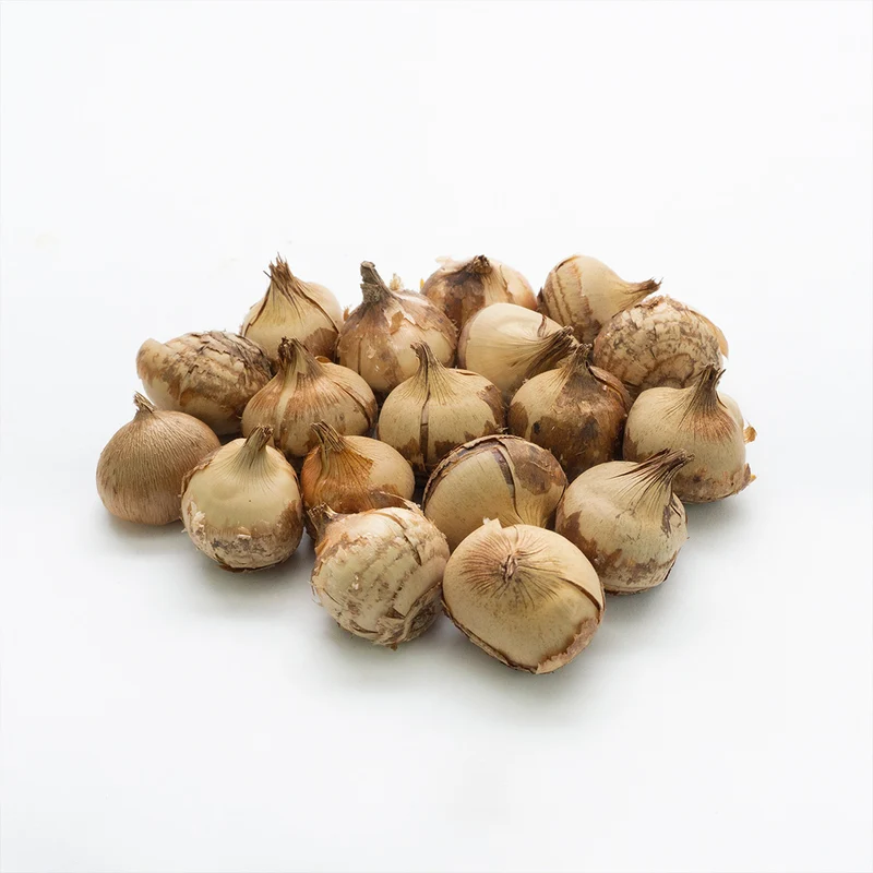 Mix Crocus Bulbs