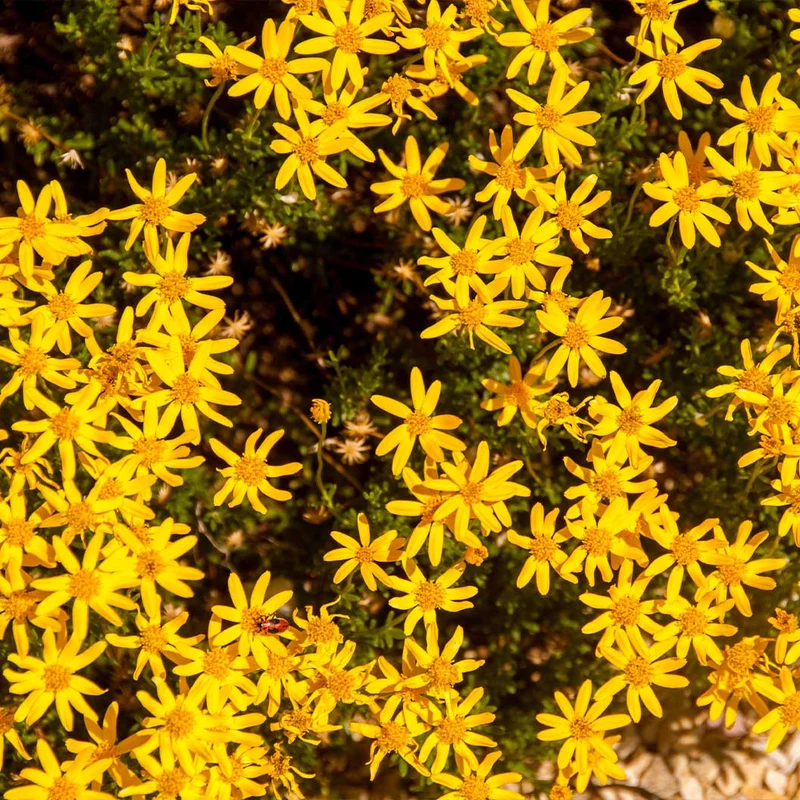 Damianita Plant
