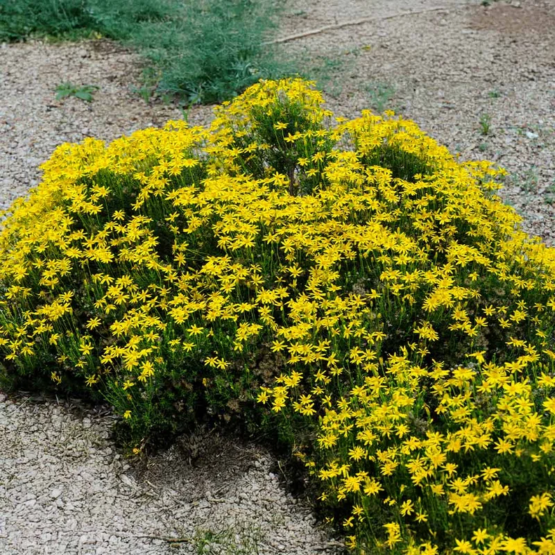 Damianita Plant