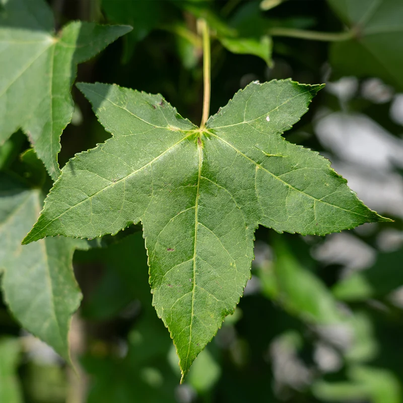 Bloomables® Straight Up! Liquidambar Tree