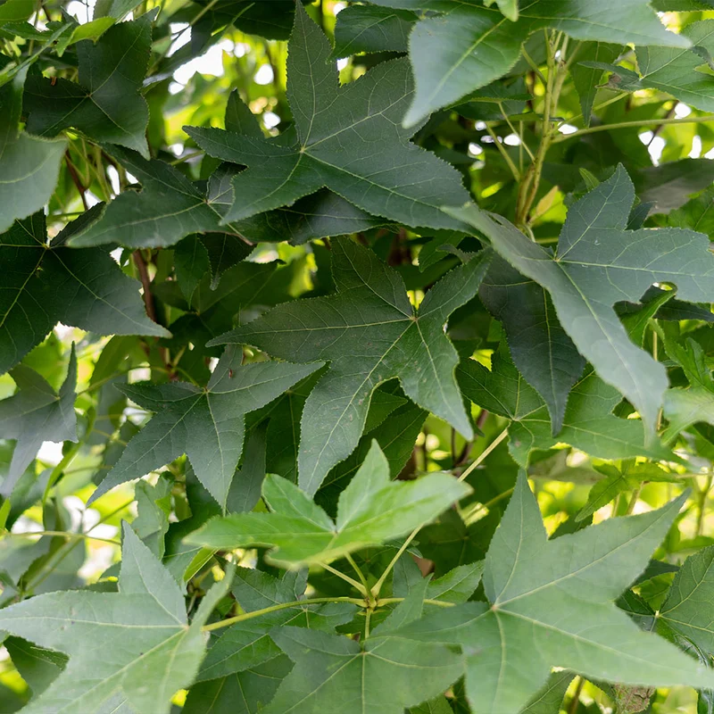 Bloomables® Straight Up! Liquidambar Tree