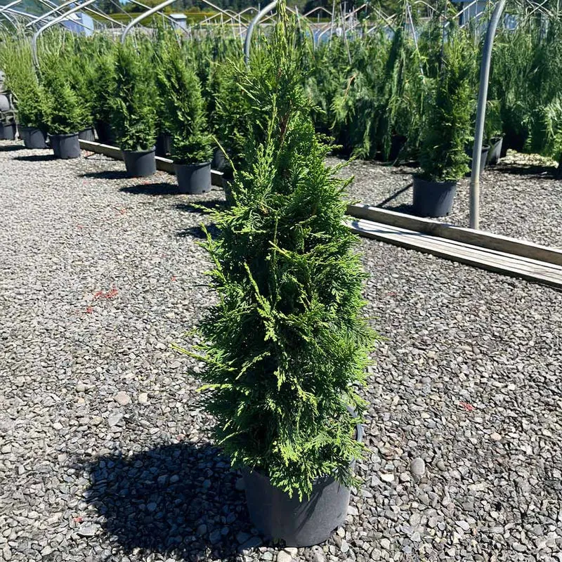 Green Screen® Arborvitae Tree