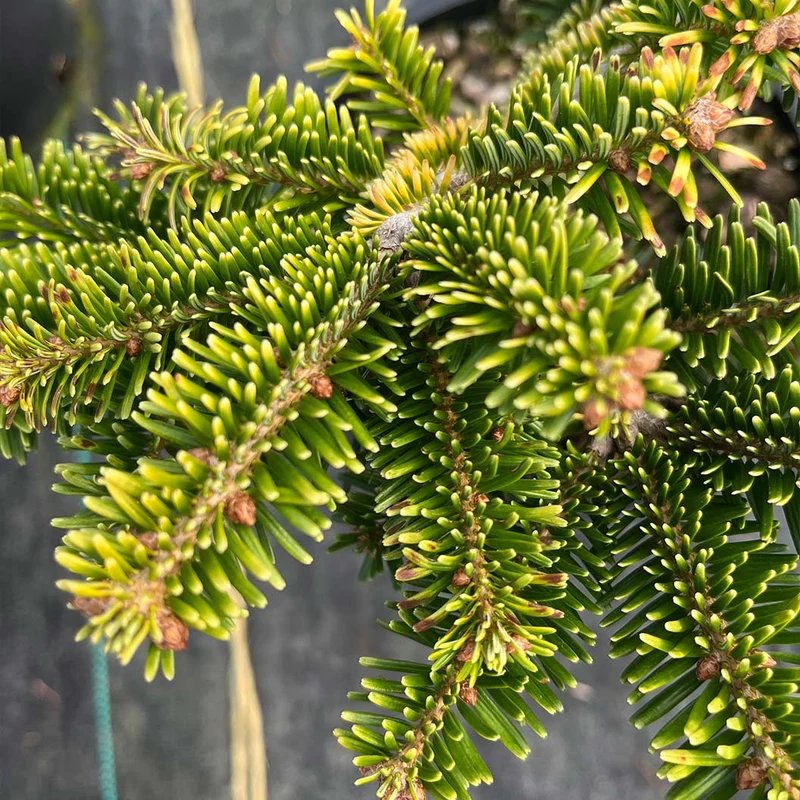 Golden Glow Korean Fir Tree