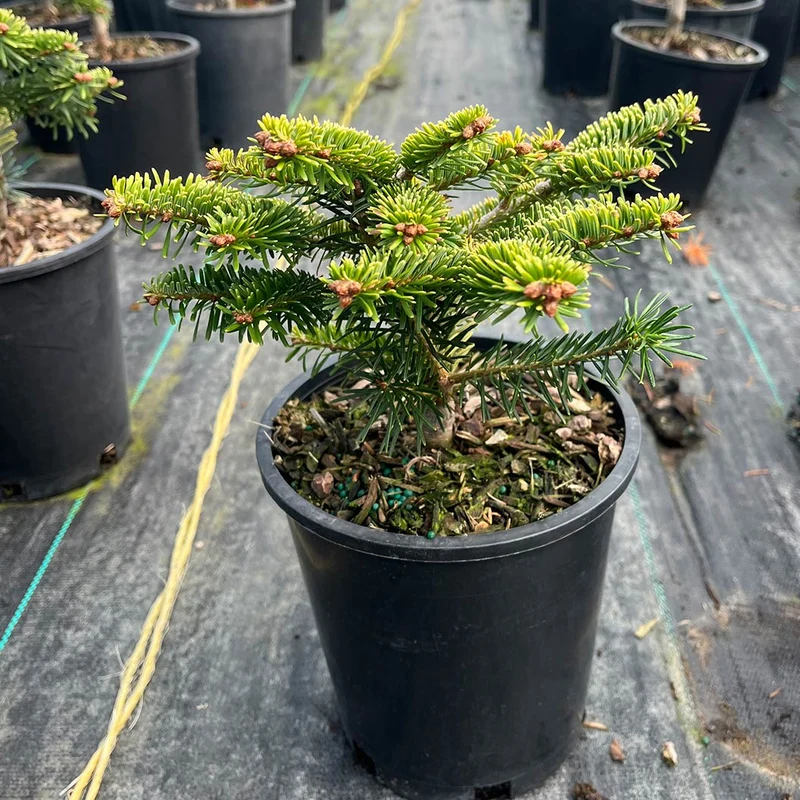 Golden Glow Korean Fir Tree