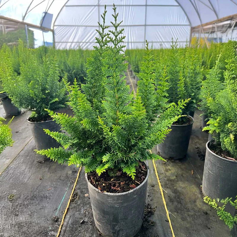 Fernleaf Hinoki Cypress Tree