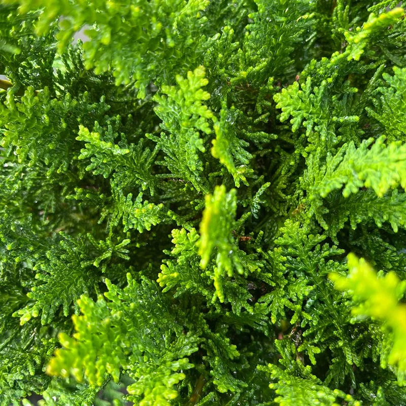 Fernleaf Hinoki Cypress Tree