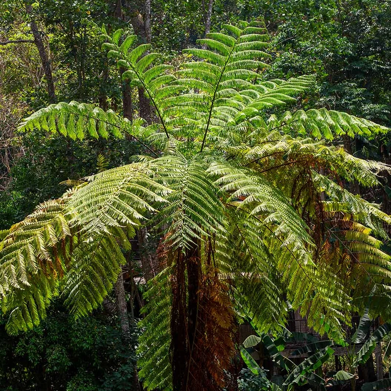 Australian Tree Fern Plant