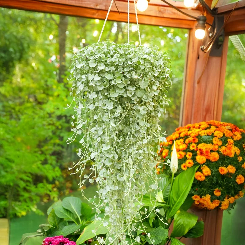 Silver Ponyfoot Plant