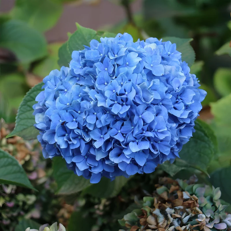 3-in-1 Hydrangea