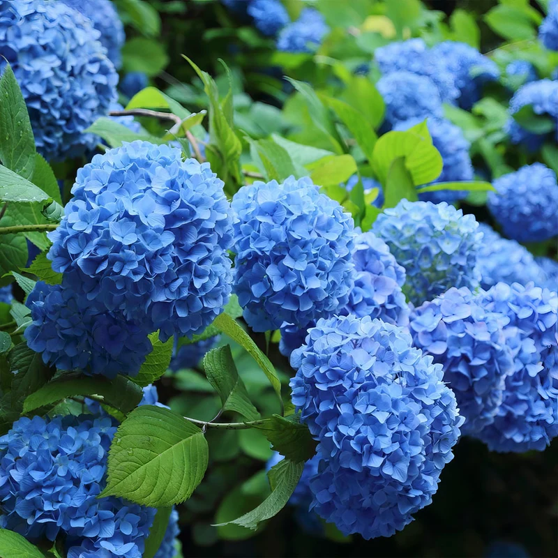 3-in-1 Hydrangea