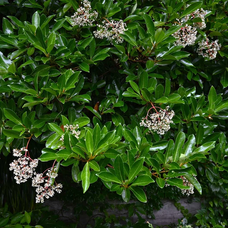 Sweet Viburnum Shrub