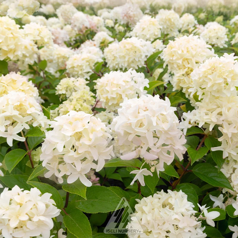 Skyfall Hydrangea
