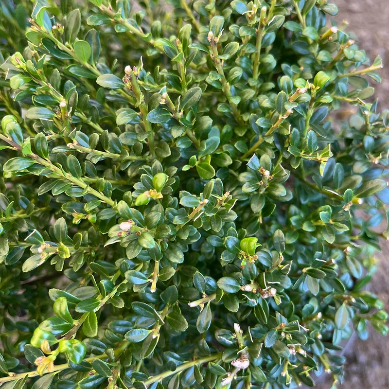 Lucky Marble® Japanese Holly Shrub