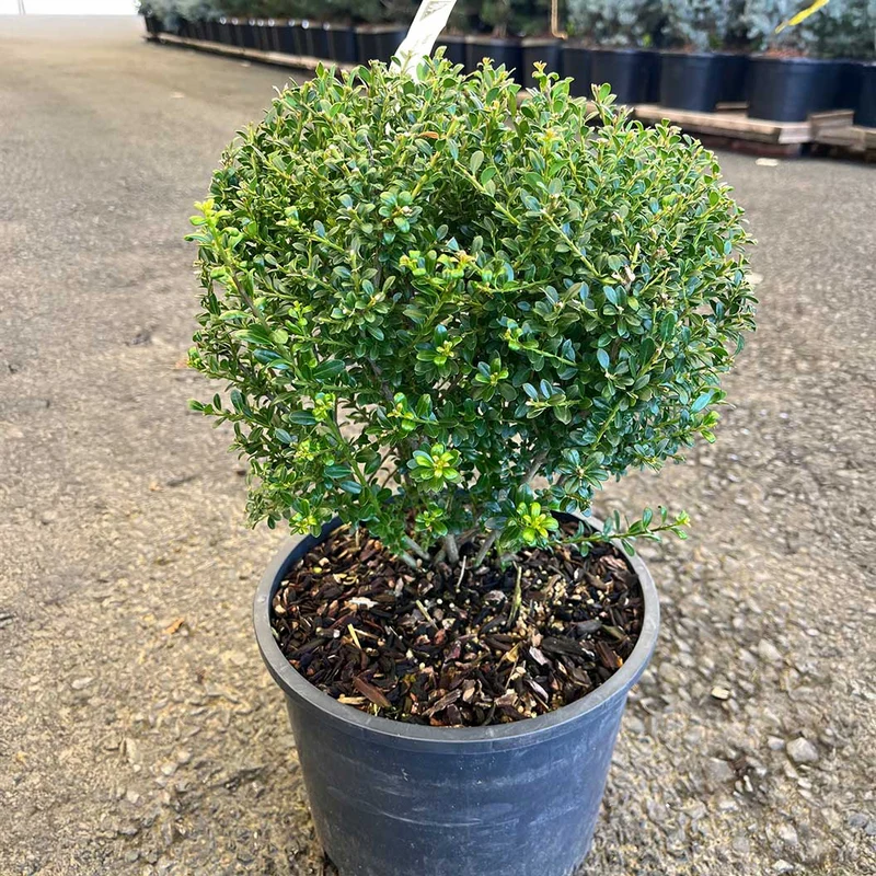 Lucky Marble® Japanese Holly Shrub