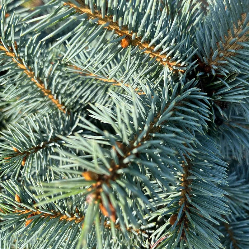 Iseli® Zafiro Spruce Tree