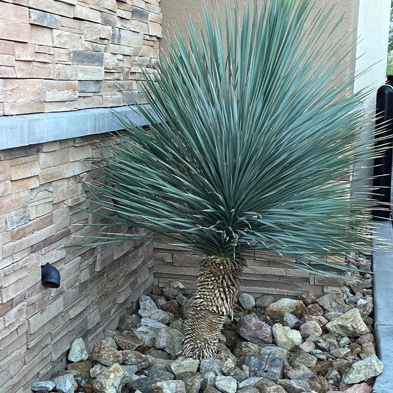 Rancho Blue Yucca Shrub