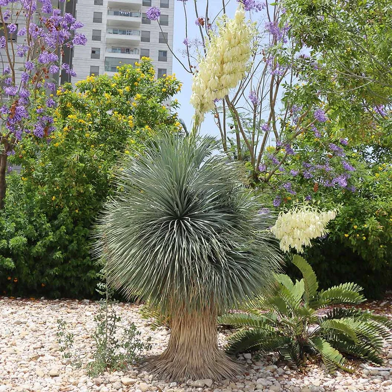 Rancho Blue Yucca Shrub