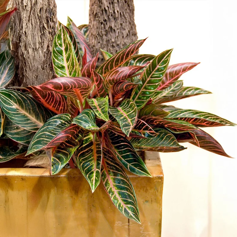 Croton Magnificent Plant