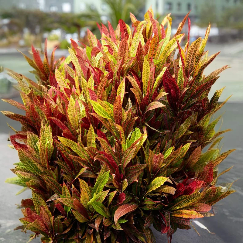 Croton Magnificent Plant