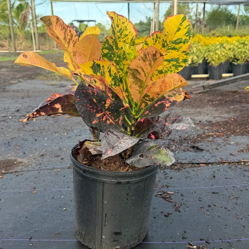 Croton Magnificent Plant
