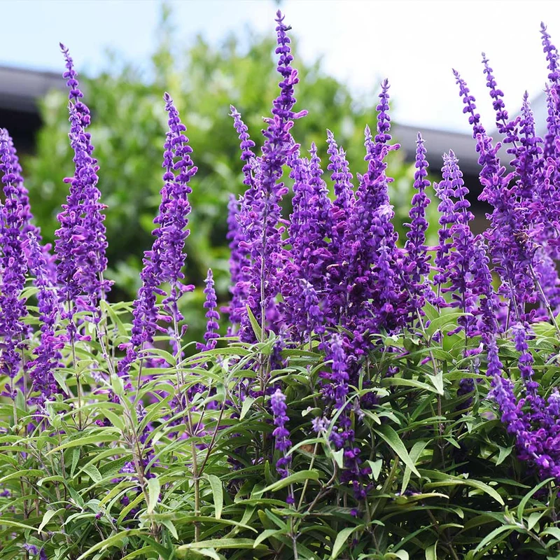 Mexican Bush Sage Shrub