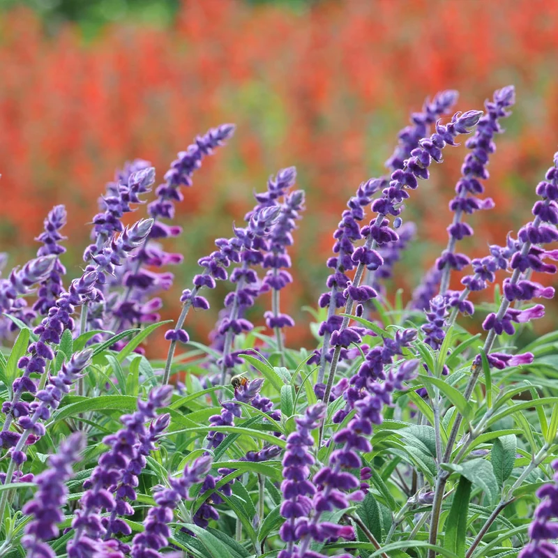 Mexican Bush Sage Shrub