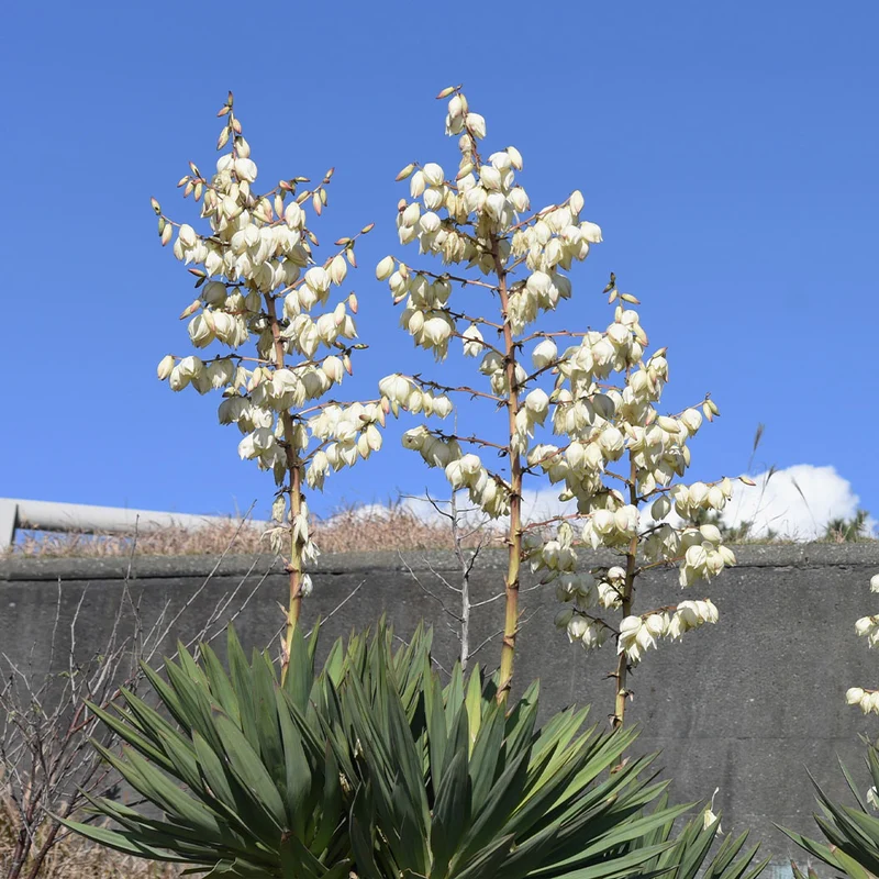 Pendula Yucca Plant
