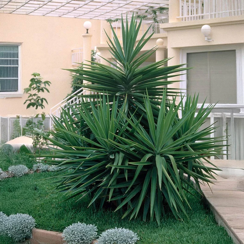 Pendula Yucca Plant