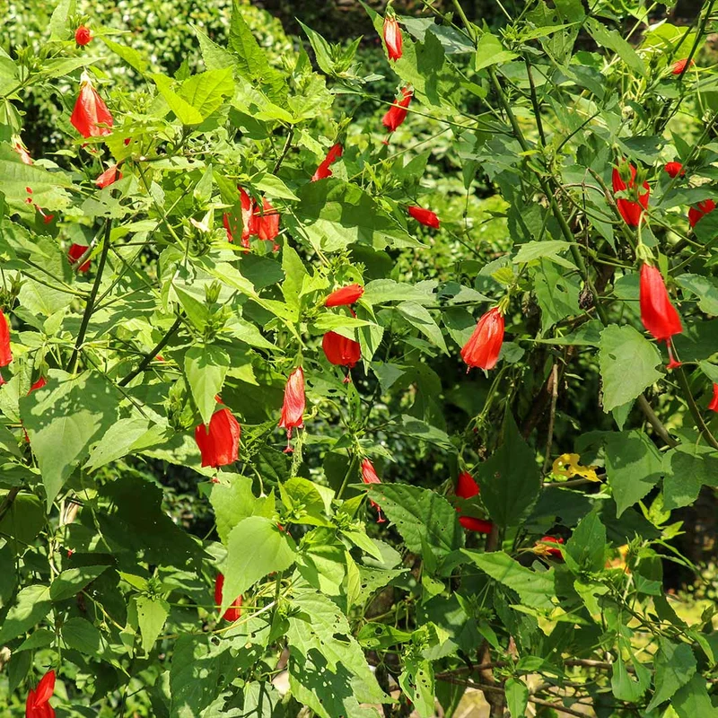 Turk's Cap Shrub