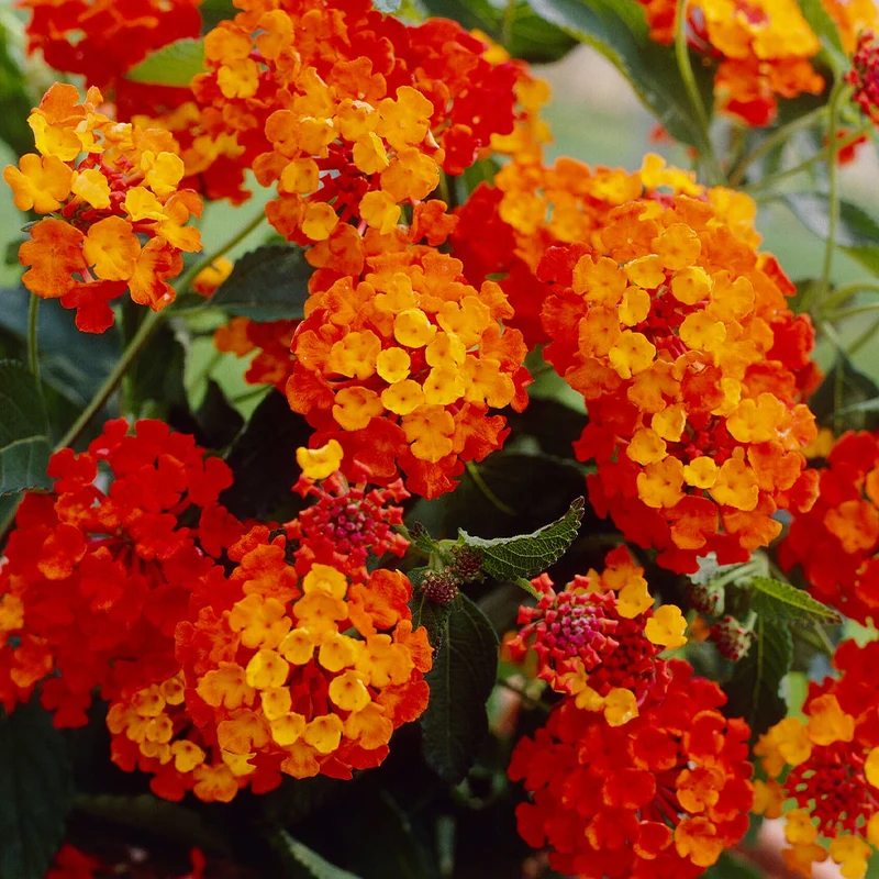 Confetti Lantana Shrub