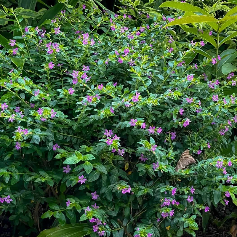 Mexican Heather Shrub