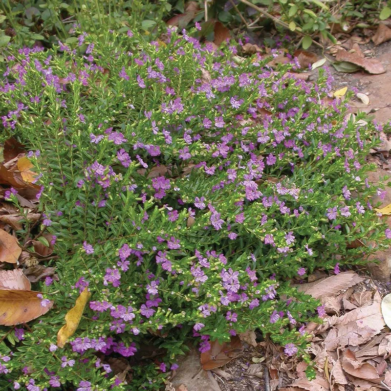 Mexican Heather Shrub