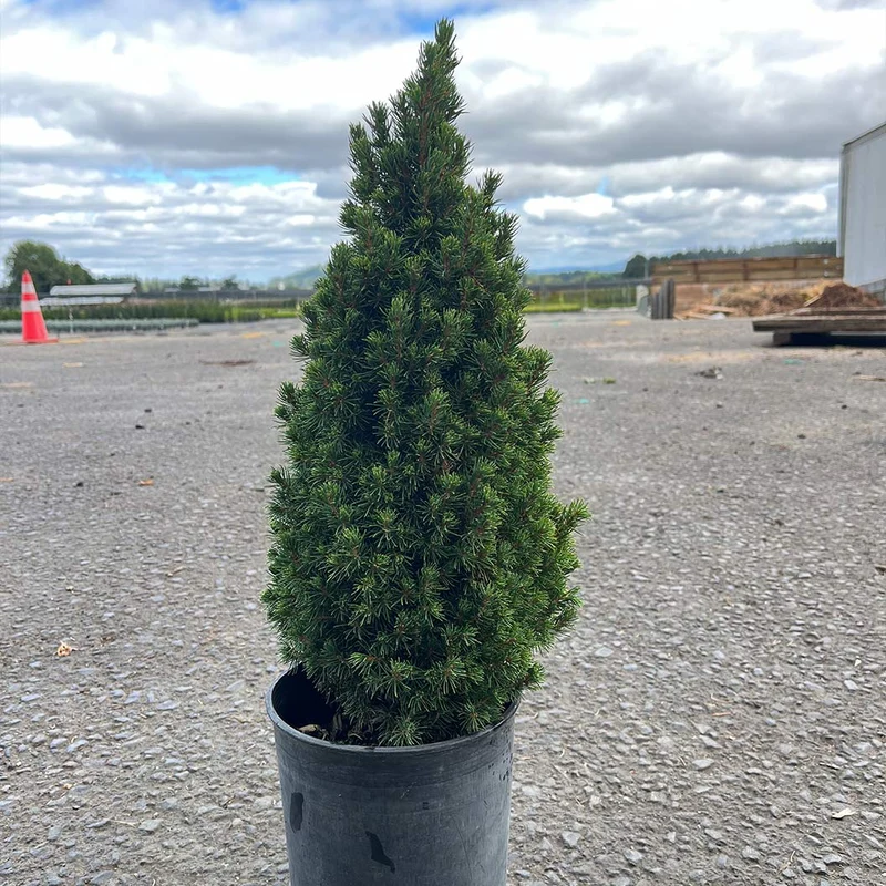 Iseli® Jean's Dilly® Spruce Tree