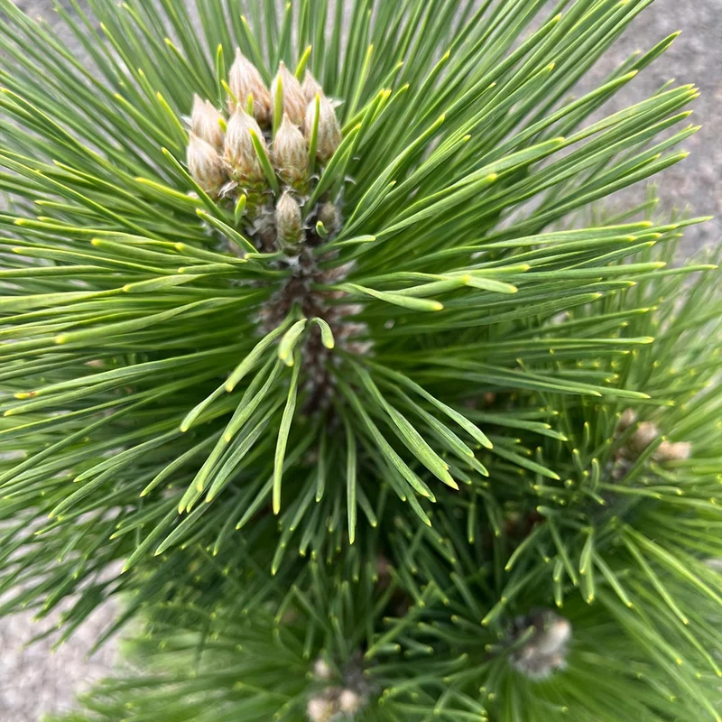 Thunderhead Pine Tree