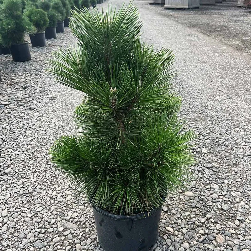 Thunderhead Pine Tree