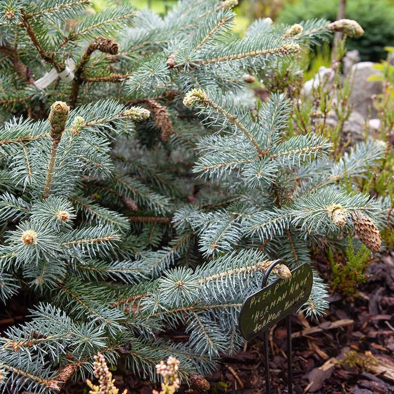 Hermann Naue Spruce Tree