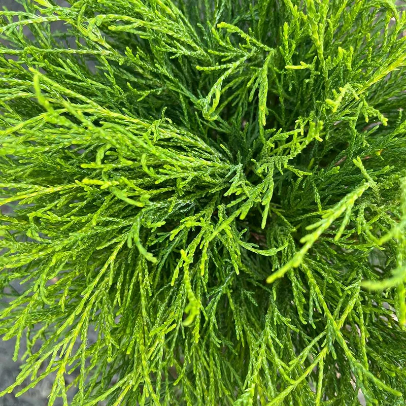 Angel Hair Cypress Tree